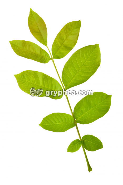 Noyer - Feuille (Juglans regia) - gryphea.com